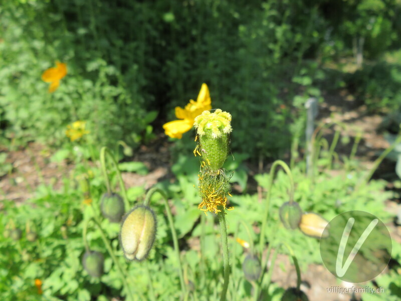 Altaischer Mohn: Früchte