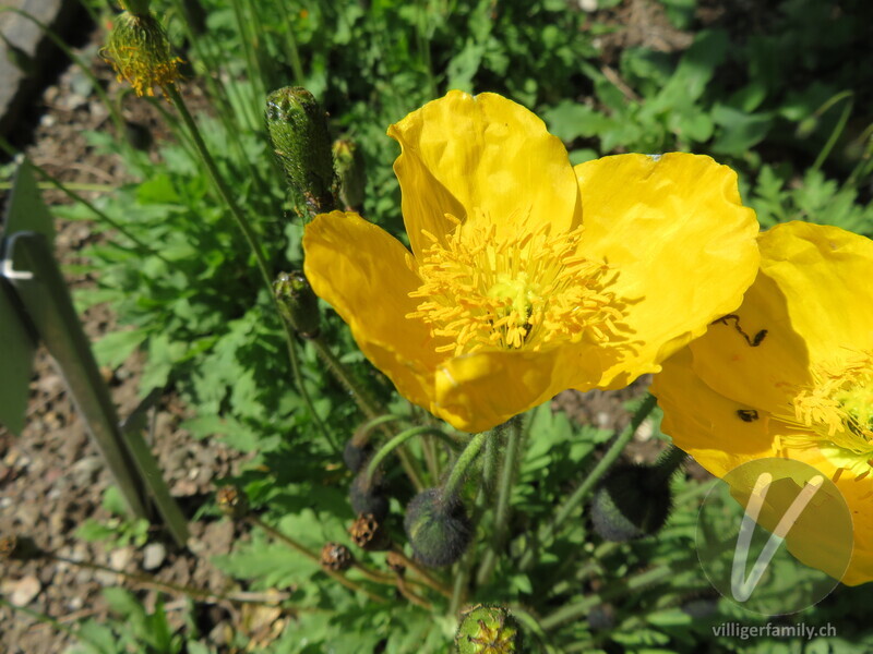 Altaischer Mohn: Blüten