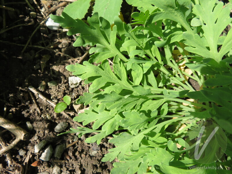 Altaischer Mohn: Blätter