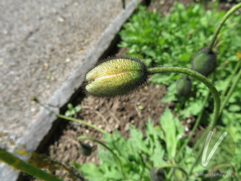 Altaischer Mohn: Blüten