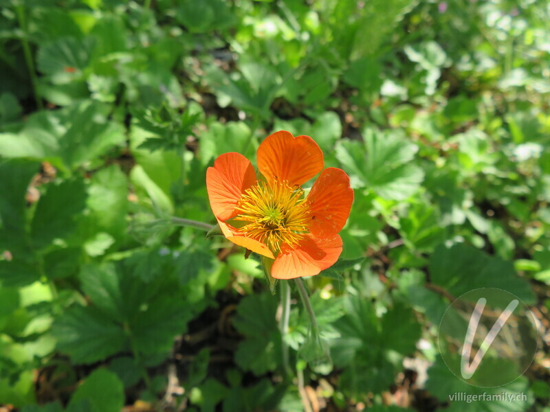 Rote Nelkenwurz: Blüten