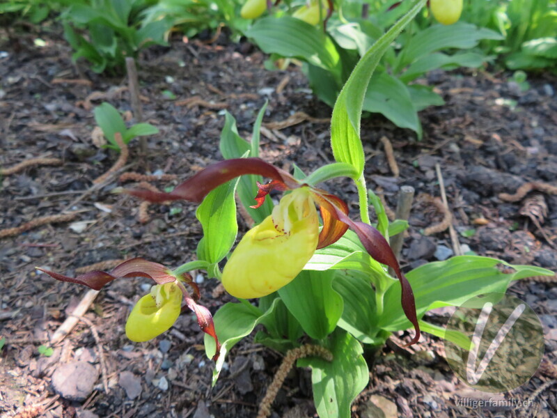 Gelber Frauenschuh: Blüten