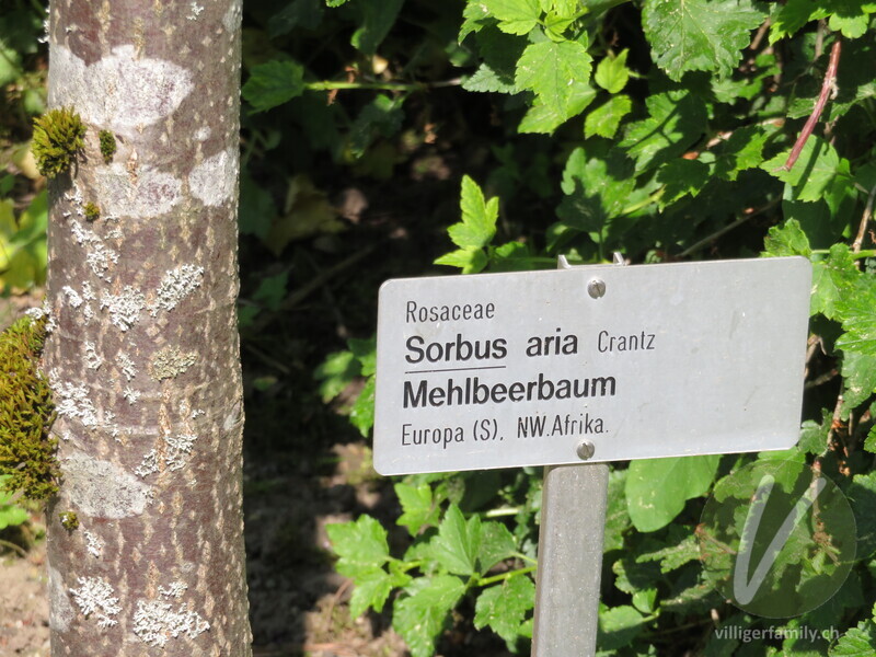 Echter Mehlbeerbaum: Namensschild