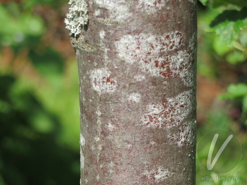 Echter Mehlbeerbaum: Stengel