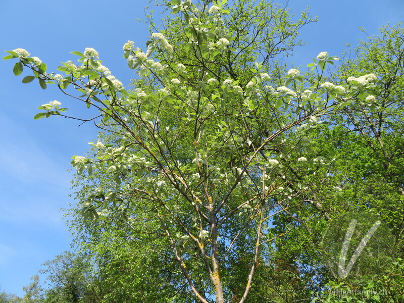 Echter Mehlbeerbaum: Gesamtbild