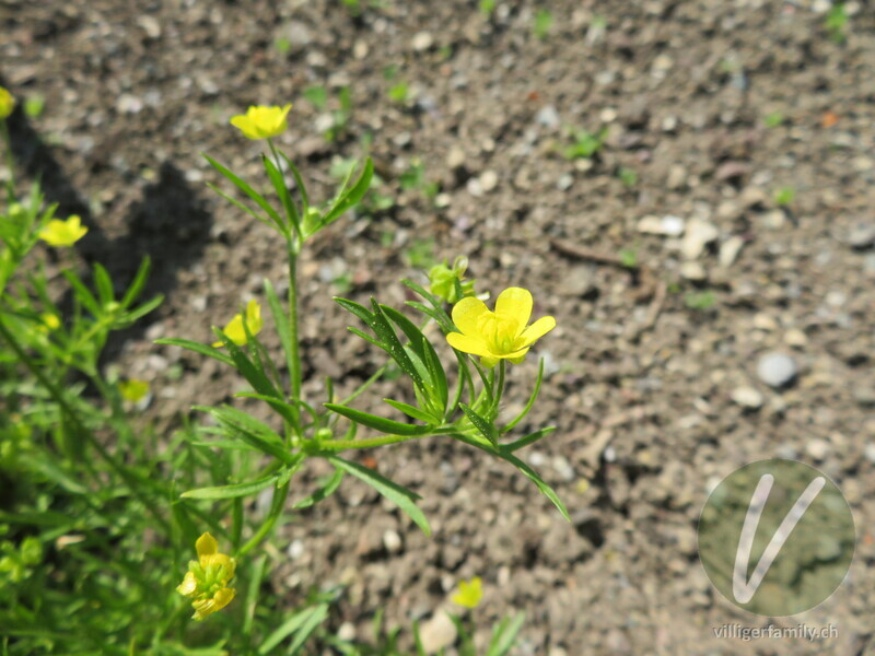 Acker-Hahnenfuss: Blüten