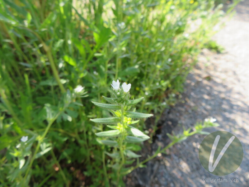 Acker-Steinsame: Blüten