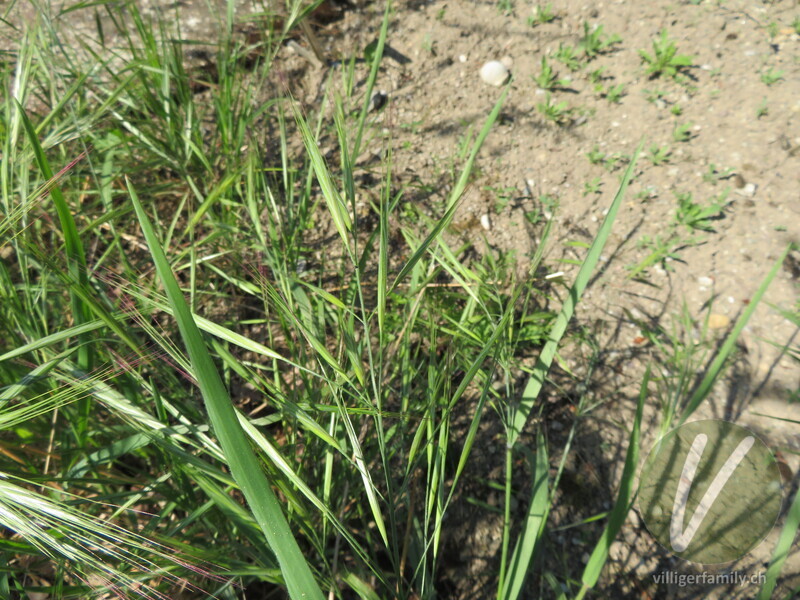 Taube Trespe: Blüten