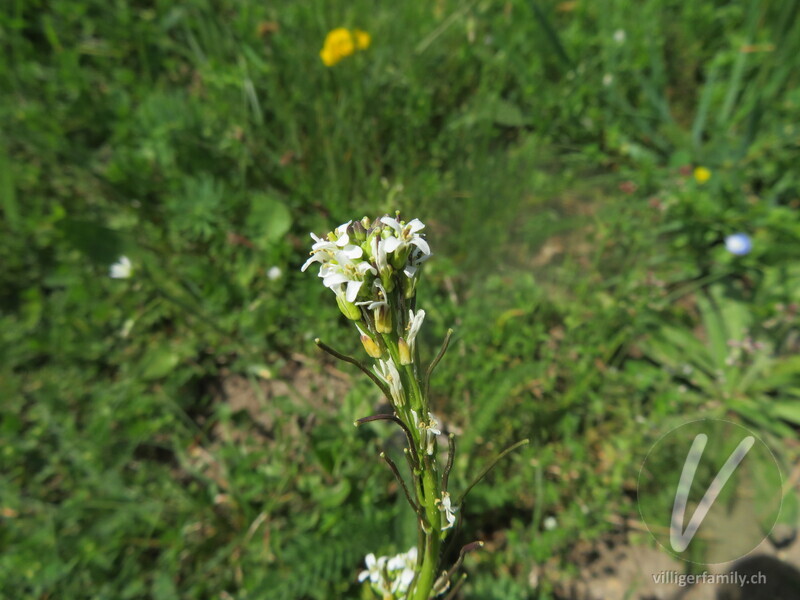 Gewöhnliche Rauhhaar-Gänsekresse: Blüten, Früchte