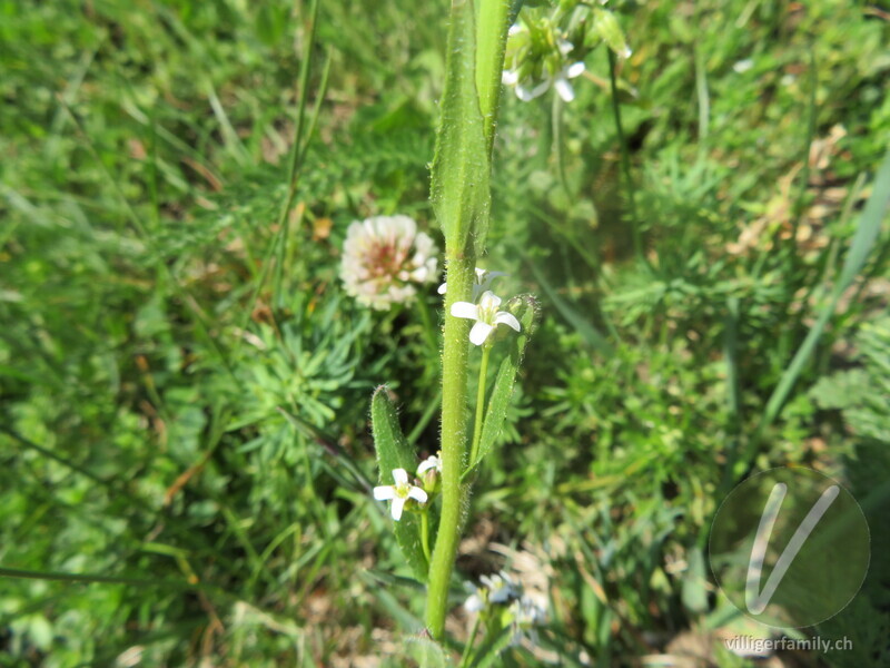 Gewöhnliche Rauhhaar-Gänsekresse: Blüten