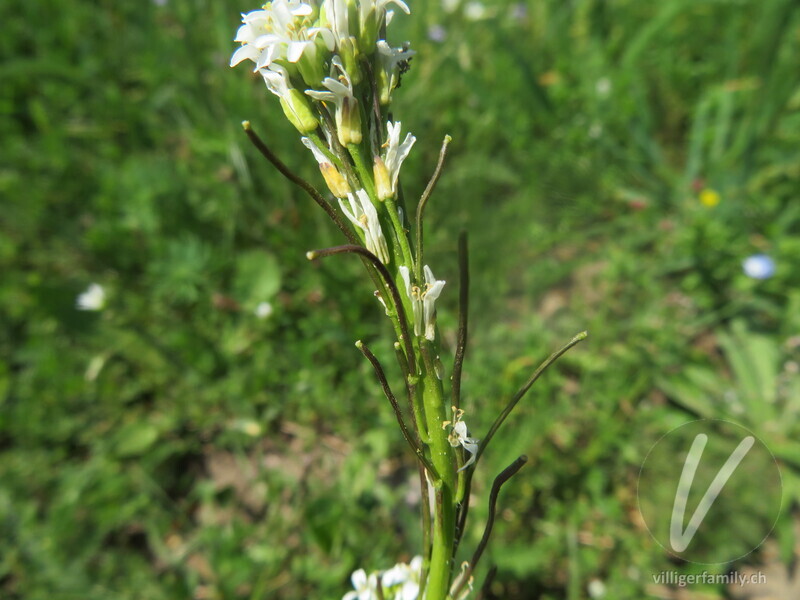 Gewöhnliche Rauhhaar-Gänsekresse: Früchte