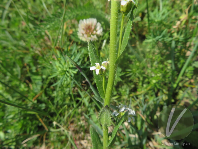 Gewöhnliche Rauhhaar-Gänsekresse: Blüten, Stengel