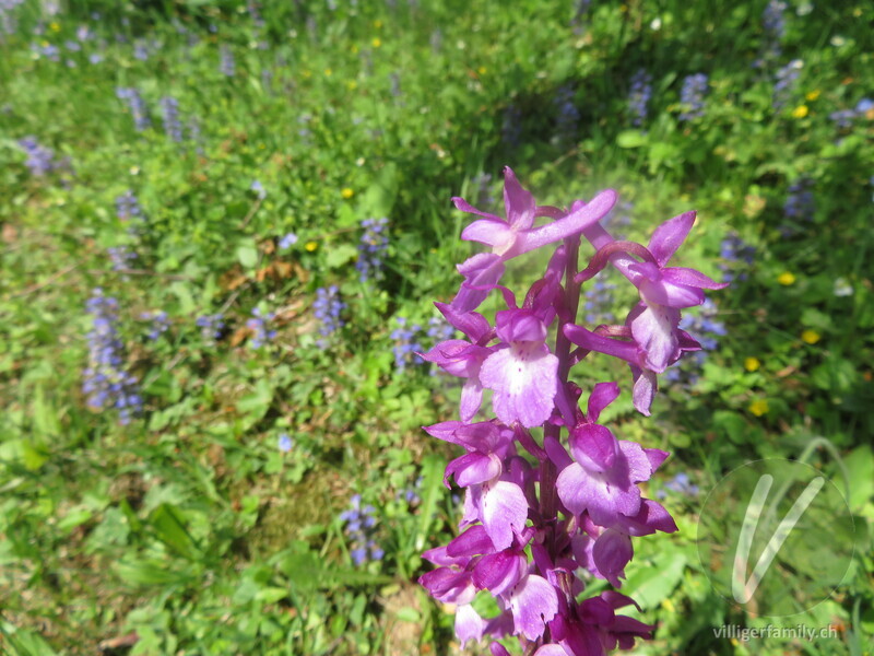 Männliches Knabenkraut: Blüten