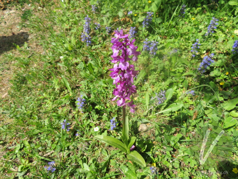 Männliches Knabenkraut: Blüten, Gesamtbild