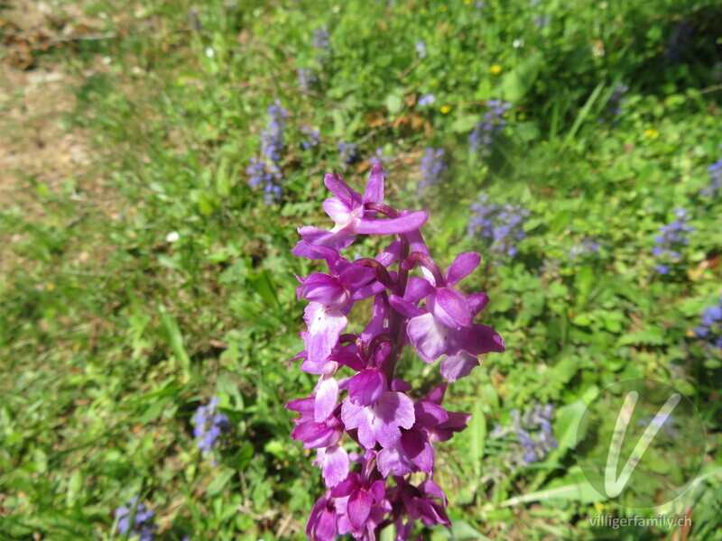 Männliches Knabenkraut: Blüten