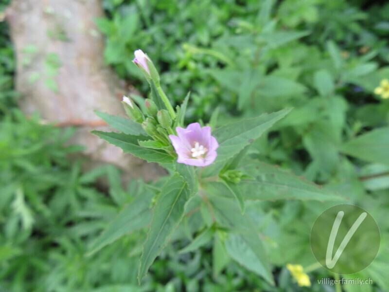 Berg-Weidenröschen: Blüten