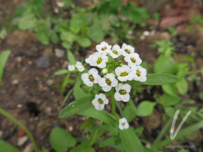 Strandkresse: Blüten