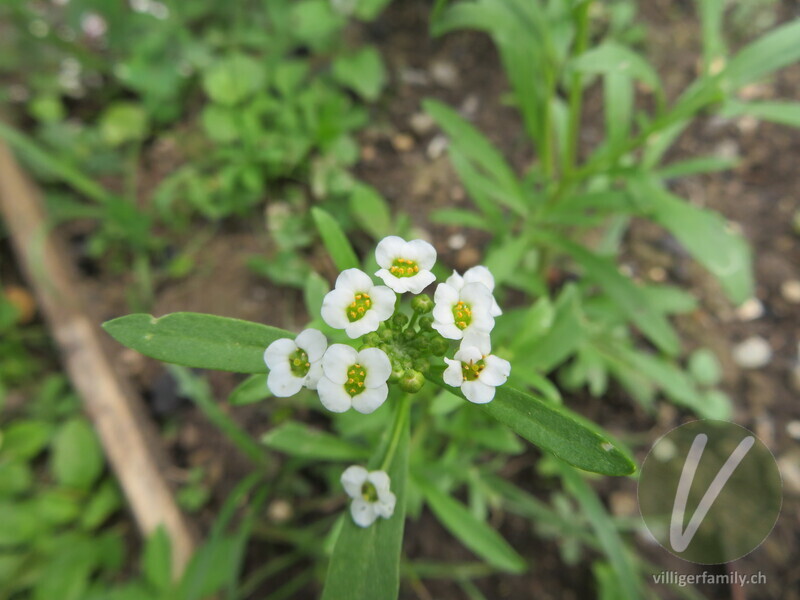 Strandkresse: Blüten