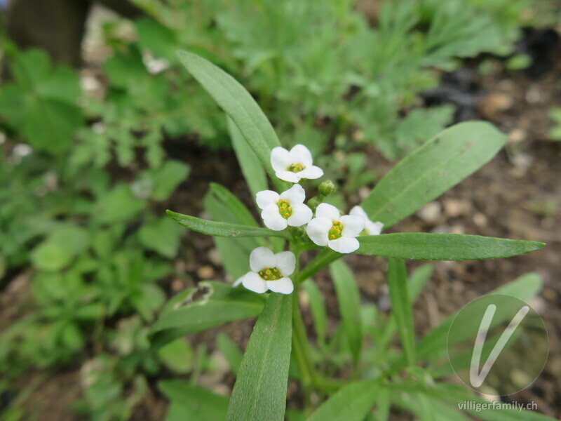 Strandkresse: Blüten, Blätter