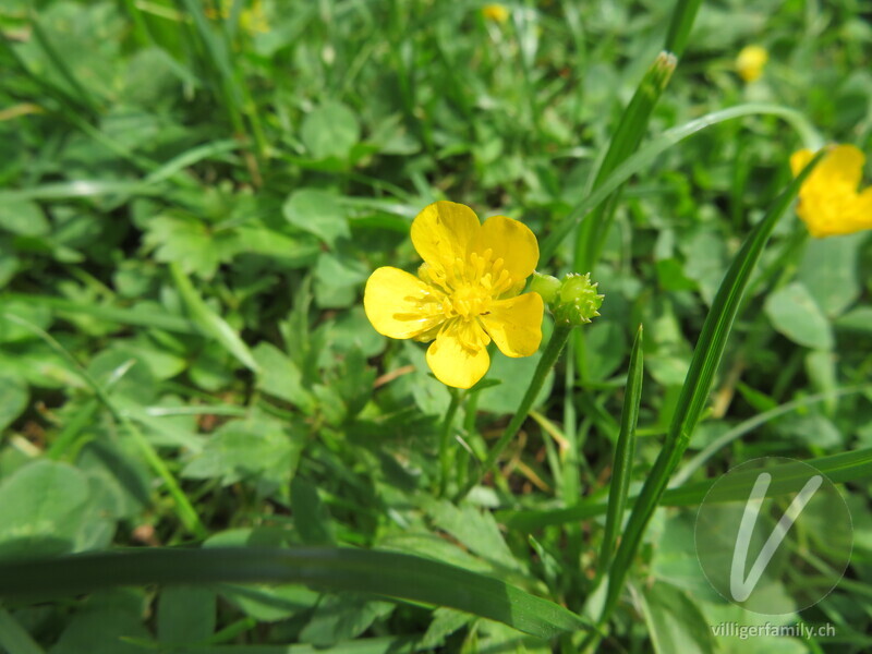 Kriechender Hahnenfuss: Blüten