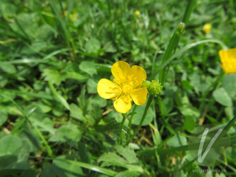 Kriechender Hahnenfuss: Blüten