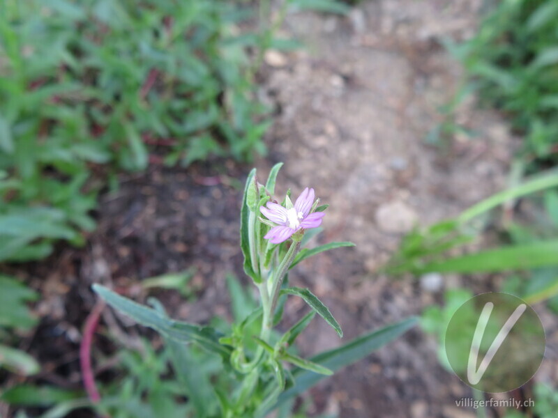 Gewöhnliches Vierkantiges Weidenröschen: Blüten