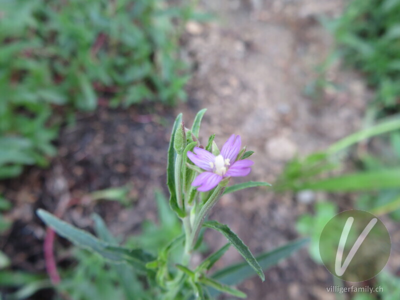 Gewöhnliches Vierkantiges Weidenröschen: Blüten