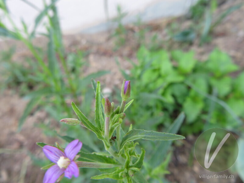 Gewöhnliches Vierkantiges Weidenröschen: Blüten