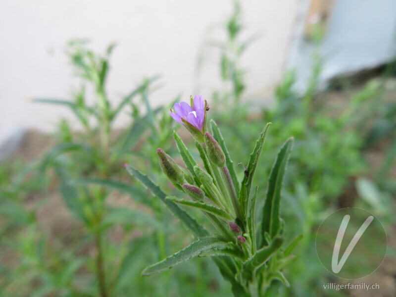 Gewöhnliches Vierkantiges Weidenröschen: Blüten