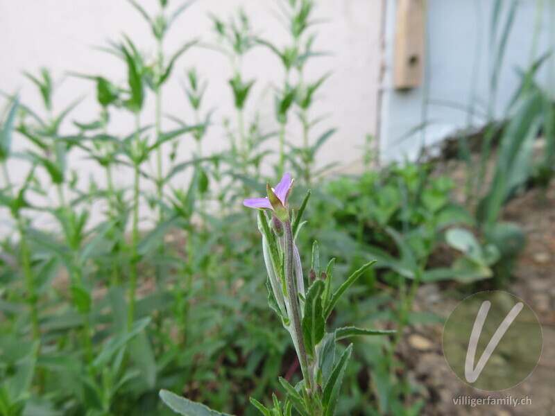 Gewöhnliches Vierkantiges Weidenröschen: Blüten, Stengel