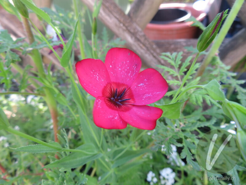 Roter Lein: Blüten