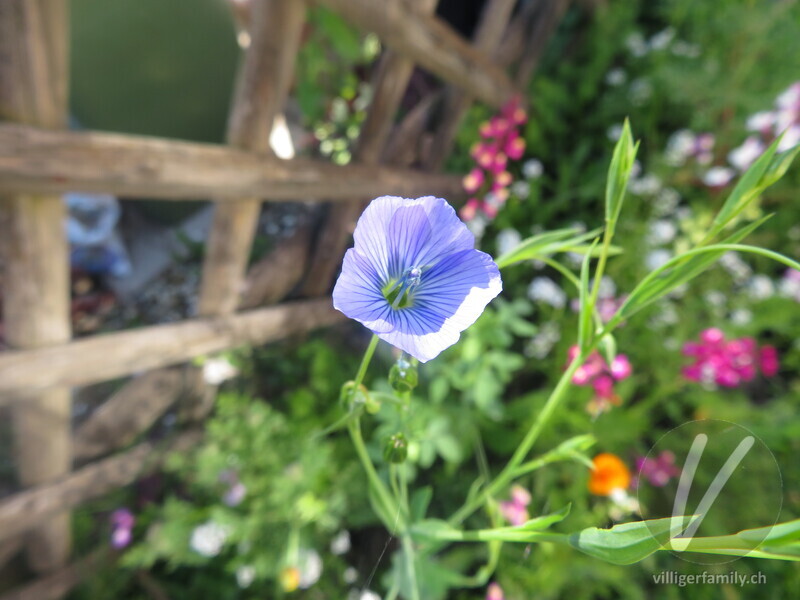 Flachs: Blüten