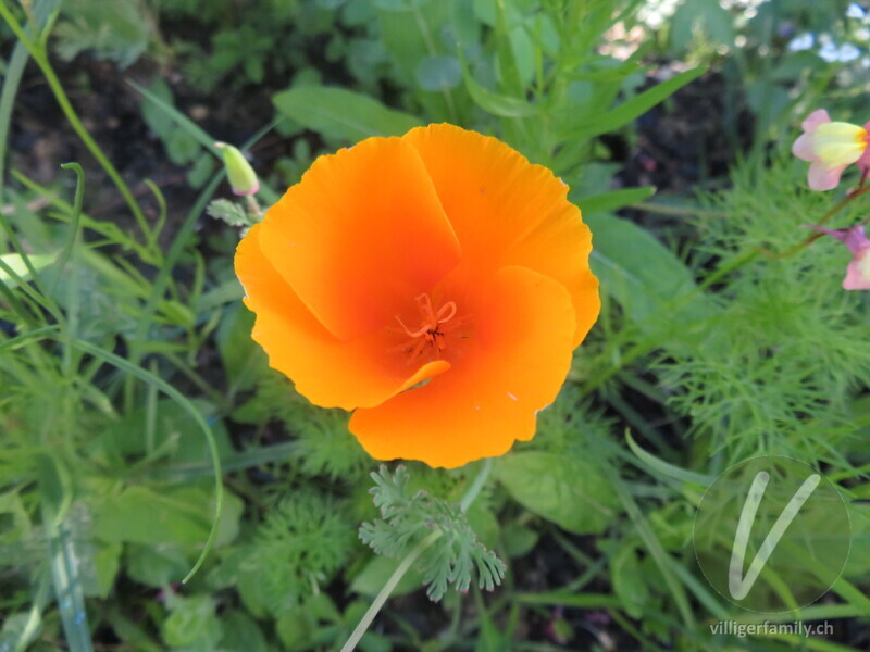 Kalifornischer Mohn: Blüten