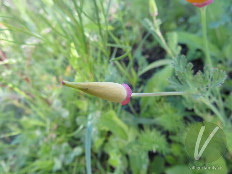 Kalifornischer Mohn: Früchte