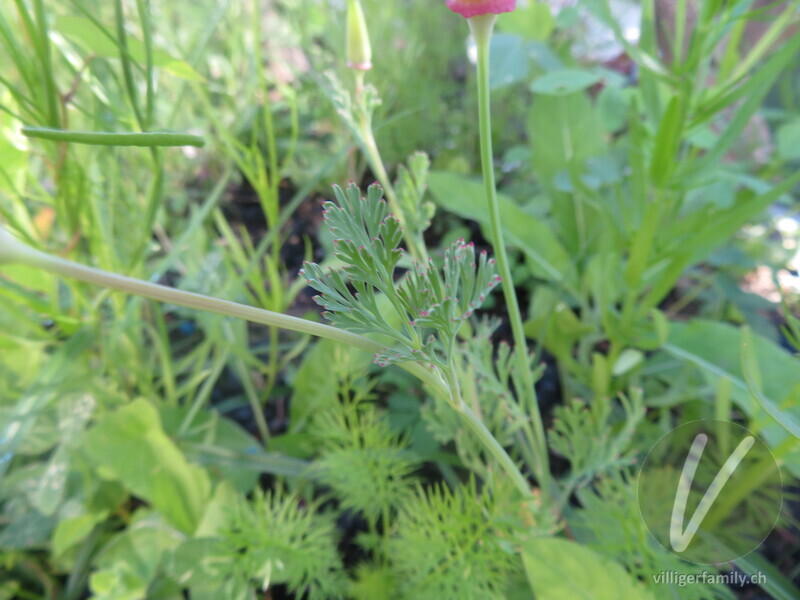 Kalifornischer Mohn: Blätter