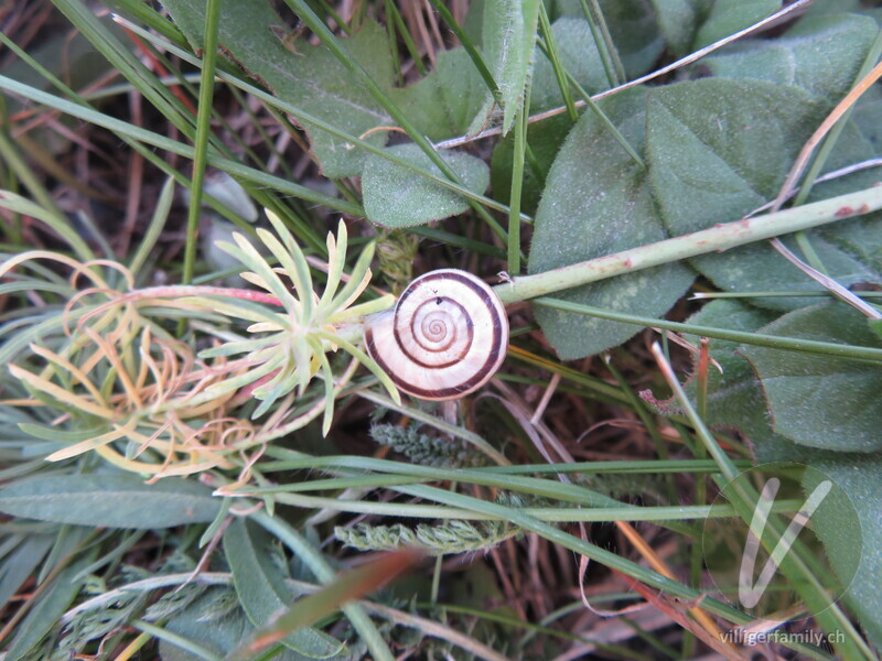 Weisse Heideschnecke: 