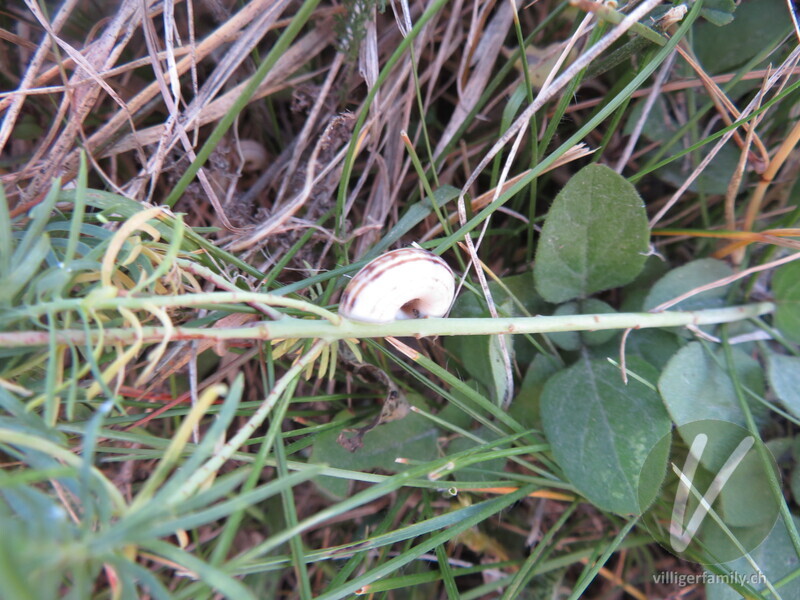 Weisse Heideschnecke: 