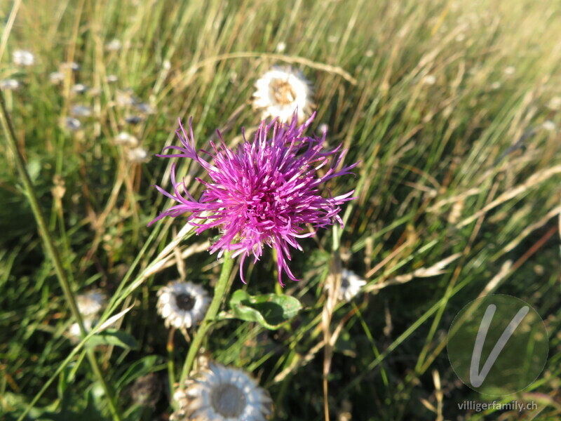 Alpen-Skabiosen-Flockenblume: Blüten