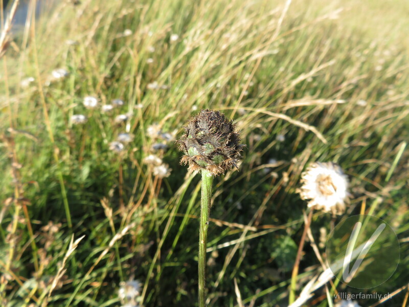 Alpen-Skabiosen-Flockenblume: Blüten