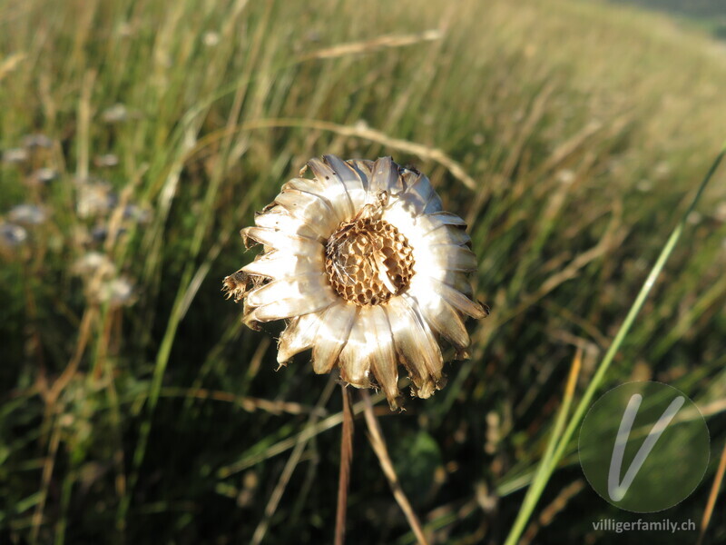 Alpen-Skabiosen-Flockenblume: Früchte