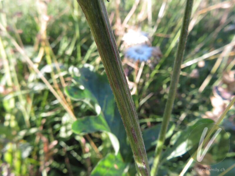 Alpen-Skabiosen-Flockenblume: Stengel