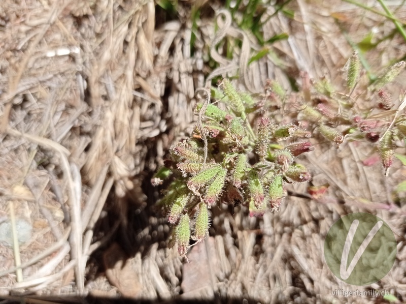 Rotes Seifenkraut: Blüten