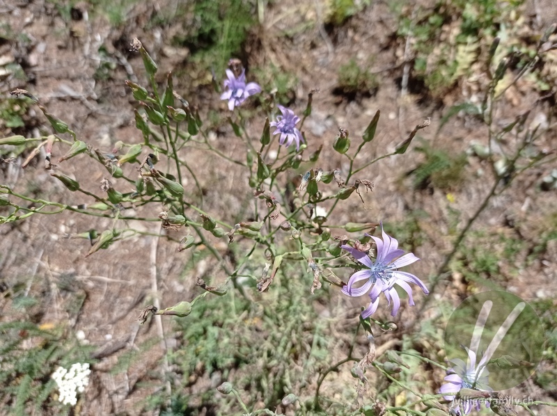 Blauer Lattich: Blüten