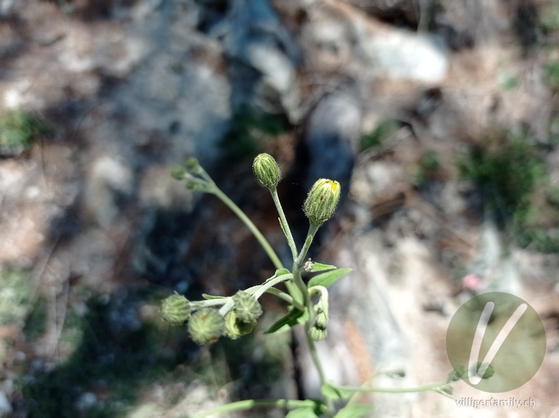 Savoyer Habichtskraut: Blüten