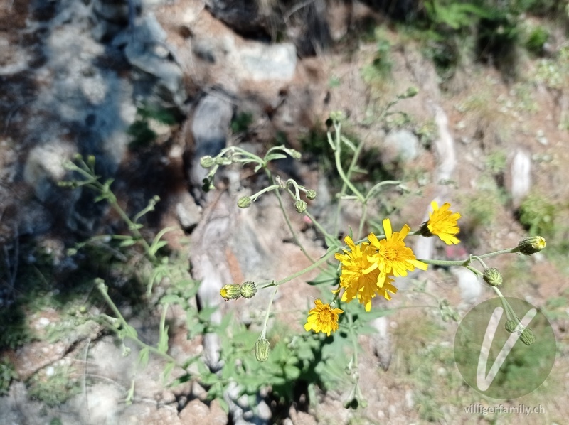 Savoyer Habichtskraut: Blüten