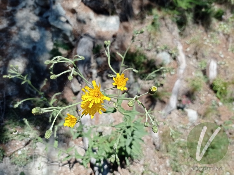 Savoyer Habichtskraut: Blüten