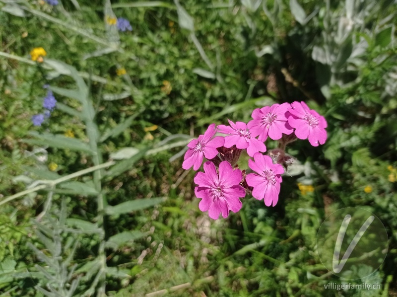 Jupiter-Lichtnelke: Blüten