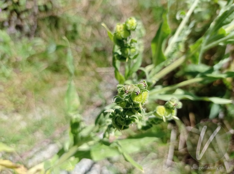 Echte Hundszunge: Blüten, Früchte