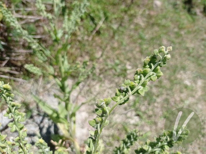 Echte Hundszunge: Blüten, Stengel