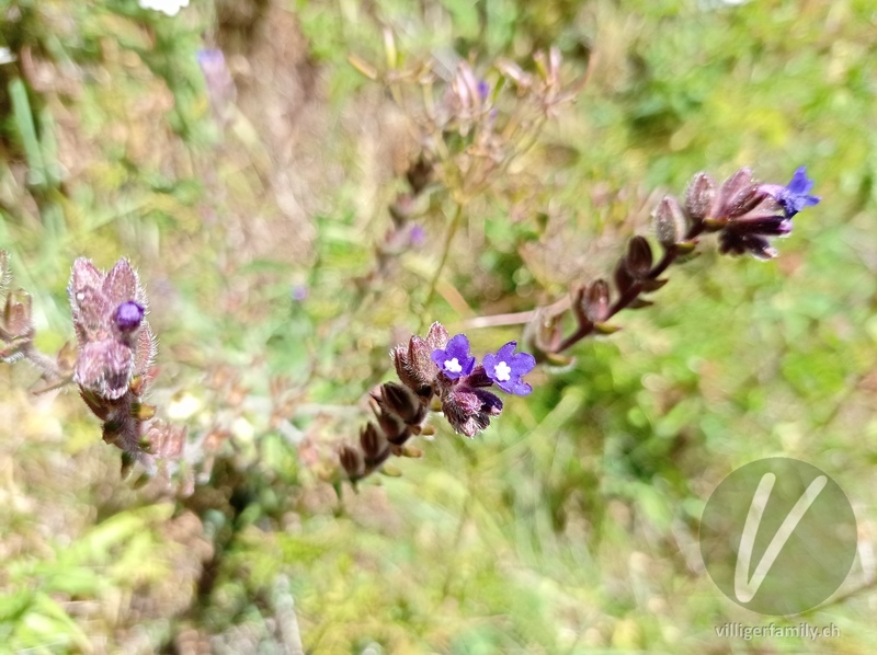 Echte Ochsenzunge: Blüten